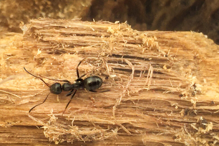 Carpenter Ant in Bulverde